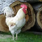 Διαμέρισμα Gaestehaus Weber *